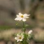 Cosmos – Sonata White – 4″ Pot